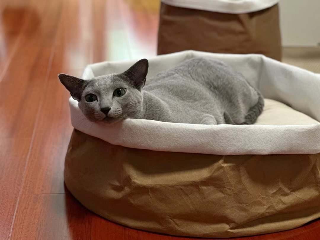 Russian Blue Breeding King California - Purebred Russian Blue Male - Champion Bloodline - Silver Blue Coat